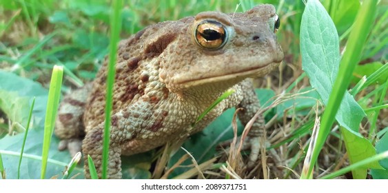 Natterjack Images, Stock Photos & Vectors | Shutterstock