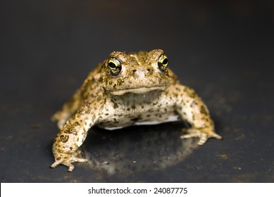 Natterjack Toad