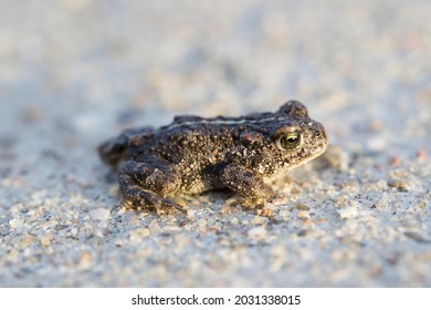 Natterjack Images, Stock Photos & Vectors | Shutterstock