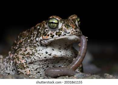 Natterjack Toad (Epidalea calamita) eating earthworms