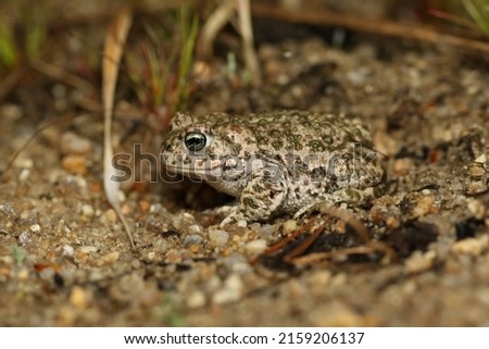 Natterjack Toad (Epidalea calamita) on sandy soil