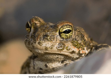 Similar – macro image of Bufo bufo head