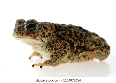 Natterjack Toad Epidalea Calamita White Background Stock Photo ...