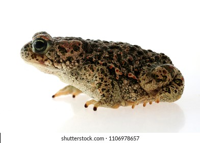 Natterjack Toad Epidalea Calamita White Background Stock Photo ...