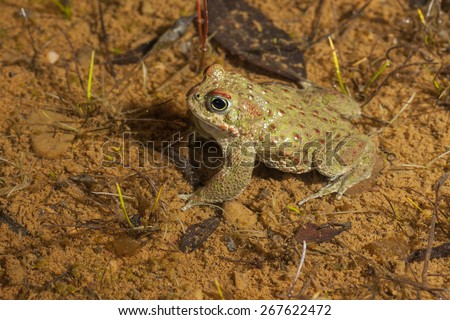 Natterjack Toad ( Epidalea calamita) in your pond