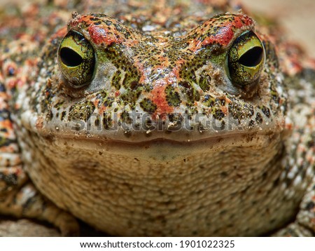 Similar – macro image of Bufo bufo head