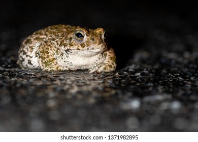 A Natterjack Toad At Night