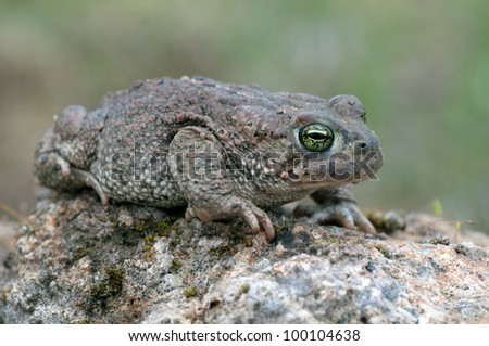 Similar – closeup of juvenile green lizard