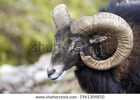 Natur, Wildanimal, Mouflon and his horns - portrait in the animal park in Goldau, Switzerland