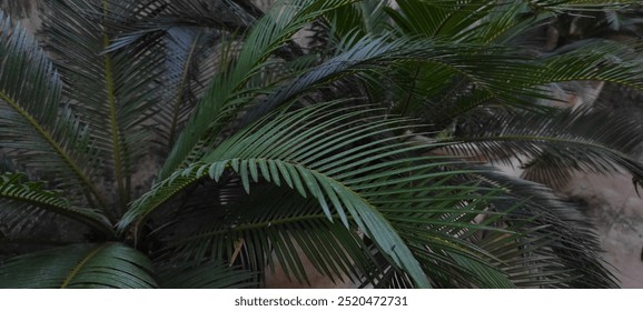 natural abstract background of cycad plant green leaves. darkness concept - Powered by Shutterstock