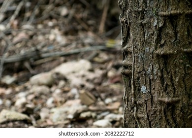 Una cara natural abstracta que aparece en un tronco de madera