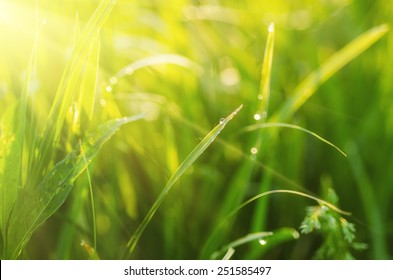 Natural abstract soft green sunny background with grass and light spots