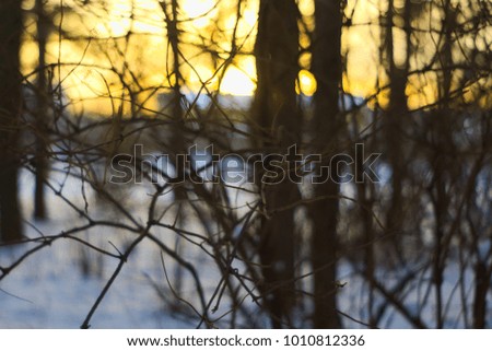 A natural abstraction is the intertwining of branches in the backlight at sunset.