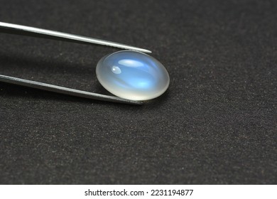 Natural adularia blue sheen oval shaped cabochon moonstone setting in tweezers. Loose gem on dark gray textured background. Feldspar mineral group. Semiprecious gemstone rare and expensive stone.