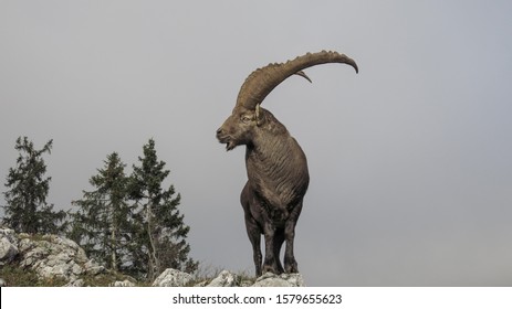     Natural alpine ibex capricorn standing on the top of the rock                           