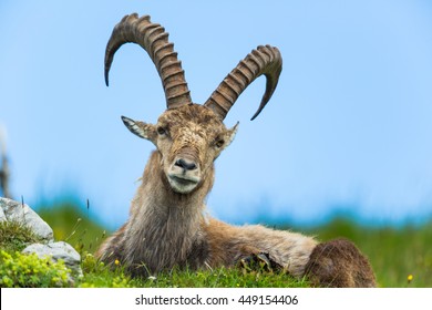 Natural alpine ibex sitting in meadow with blue sky