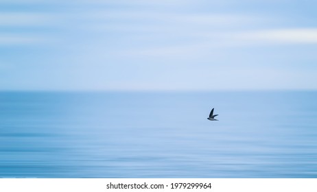 Natural Animal Background Of Swallow Bird Flying Over Motion Blurred Blue Sea And Sky Background