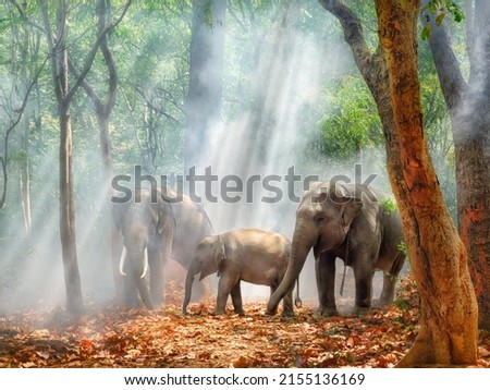 natural animal life background of asia elephant family of male female and kid elephant standing together in forest with hazy fog in Surin province Thailand