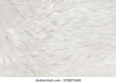 Natural Animal White Wool Seamless Texture Background. Light Sheep Wool. Texture Of Fluffy Fur For Designers. Close-up Fragment White Beige Wool Carpet