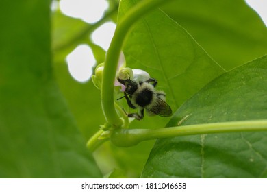 
Natural Anthophila Bee Macro Photo