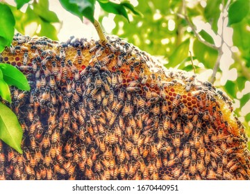 Natural Anthophila Honeycomb, There Are Many Bees