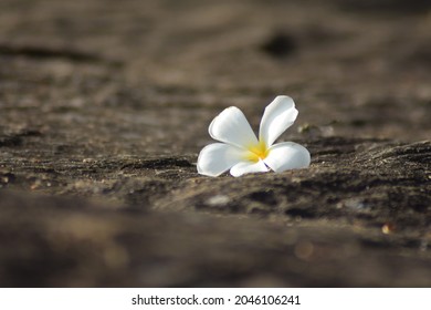 Araliya Images, Stock Photos & Vectors | Shutterstock