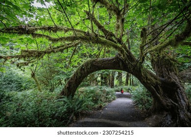 Natural Arch - A bent tree forms a tunnel over a hiking trail in the Hoh Rainforest in Washington	
					