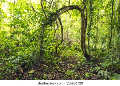 Natural Arch Formed By Lianas In The Rainforest Understory, Ecuador