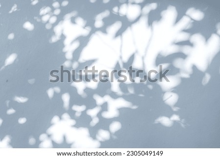 Natural arecaceae leaf shadows on white wall blurred background nature fresh wallpaper concept, for background design for text.