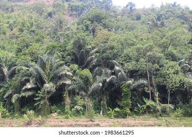 A Natural Arenga Forest, Agroforestry