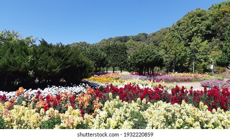 Natural Asia Intanon Thailand Flower