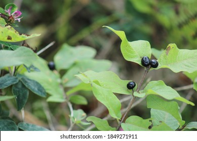 
Natural Atropa Belladonna Plant Photo