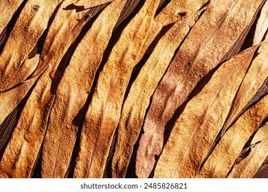 Natural autumn pattern from yellow wet leaves with raindrops on dark wood background, top view fall leaf, abstract nature texture macro background, botanical nature view, autumn colors still life - Powered by Shutterstock