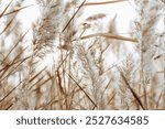 Natural autumn scenery from dry reeds grass, sunlight through thickets plants growing on lake. Beautiful autumnal texture background, aesthetic nature pattern, neurtral white beige color gradient