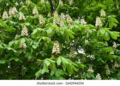 225 White pyramidal inflorescences Images, Stock Photos & Vectors ...