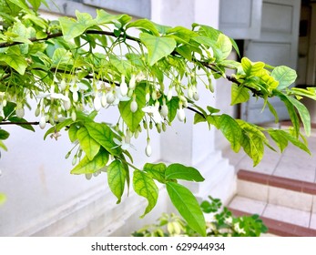 Natural and Background