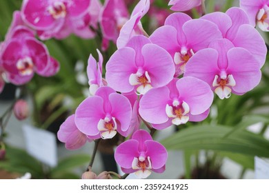 Natural background with the beautiful orchids vibrant phalaenopsis at Nursery orchids in Thailand. Orchids and garden on nature background ideas concept.  Selective focus, free copy space.