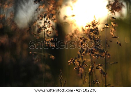 Similar – Image, Stock Photo Golden November