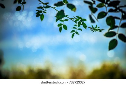 Natural background with bokeh, vintage blue and green color, nature texture, summer meadow, twilight, selective focus.