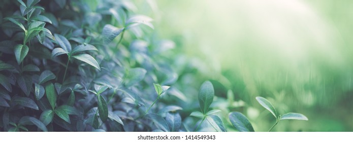 Natural background border with fresh juicy leaves with soft focus outdoors in nature, wide format, copy space, atmospheric image in soothing muted dark green tones. - Shutterstock ID 1414549343