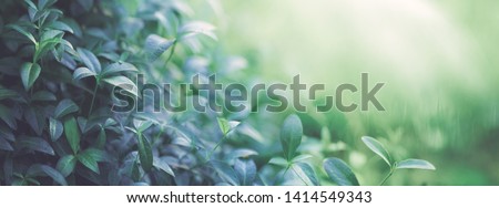 Natural background border with fresh juicy leaves with soft focus outdoors in nature, wide format, copy space, atmospheric image in soothing muted dark green tones.