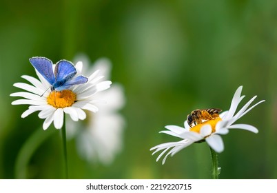 natural background with butterfly and bee sitting on chamomile flowers on summer sunny green meadow - Powered by Shutterstock