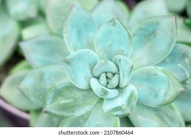 Natural background Cactus is a succulent plant. close-up. Flowering plants of the Crassulaceae family