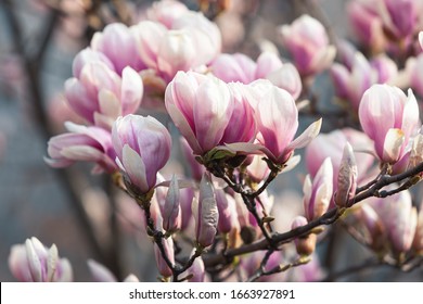 Natural background concept. Pink magnolia branch. Magnolia tree blossom. Blossom magnolia branch against nature background. Magnolia flowers in spring time.
