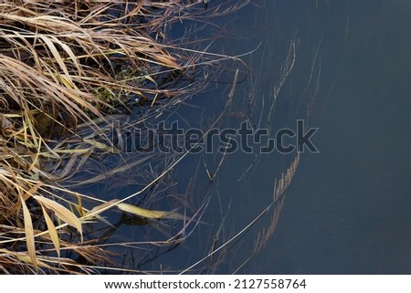 Natural background with dry grass on the bank of the river, dark autumn water and water weeds in the water. Dried grass in the water. Cold background with copy space