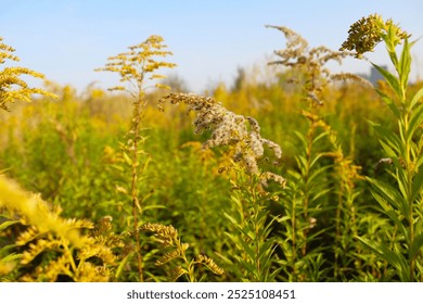 natural background of field grass and wildflowers, dry and fresh grass in the field on blue sky, field in the wind - Powered by Shutterstock