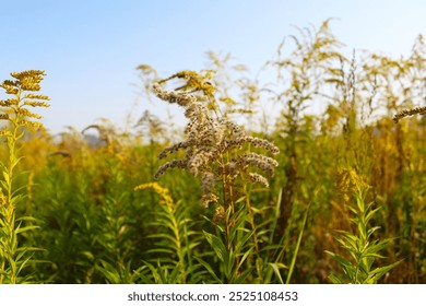 natural background of field grass and wildflowers, dry and fresh grass in the field on blue sky, field in the wind - Powered by Shutterstock