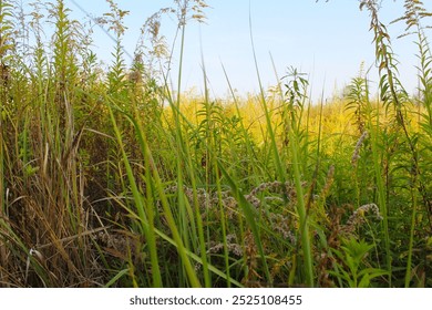 natural background of field grass and wildflowers, dry and fresh grass in the field on blue sky, field in the wind - Powered by Shutterstock