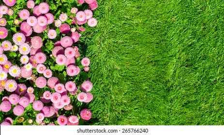 Natural Background - Flowerbed With Pink Marguerites (bellis), Family Asteraceae And Green Lawn. 'Monstrosa' Shape, 