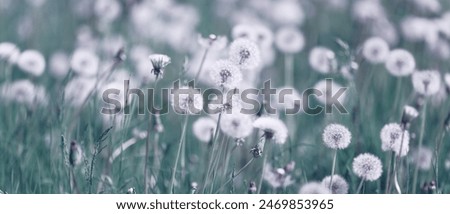 Similar – Image, Stock Photo dandelion Dandelion Plant